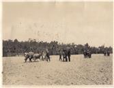 Fotografia no campo de milho nas Fontainhas